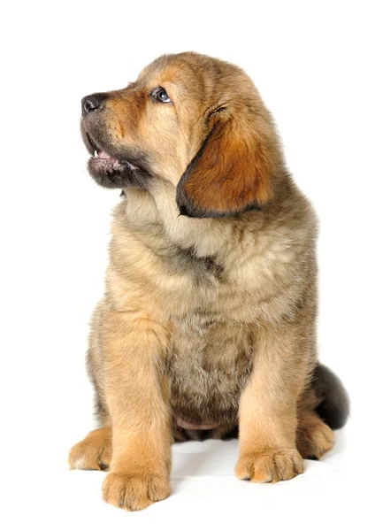 Köpek yavrusu Tibetli mastiff — Stok fotoğraf