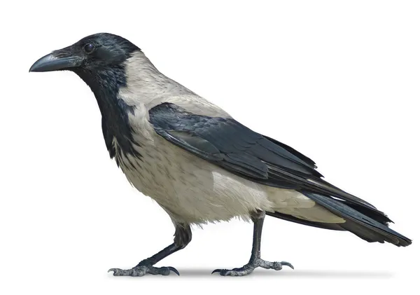Crow walking — Stock Photo, Image