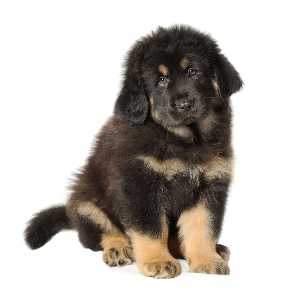 Puppy tibetan mastiff — Stock Photo, Image
