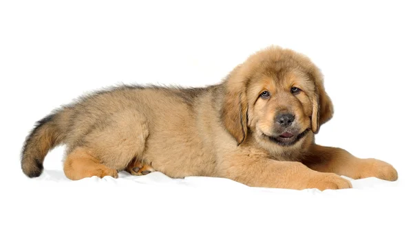 Köpek yavrusu Tibetli mastiff — Stok fotoğraf