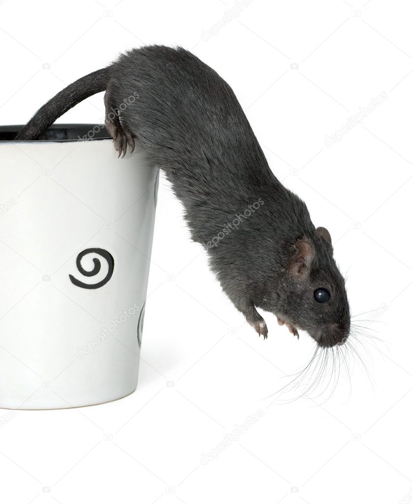 Gerbil jumping from a cup