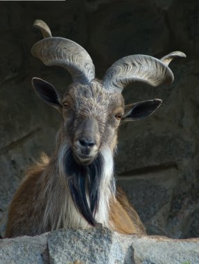 Markhor