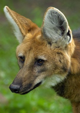 Maned Wolf clipart