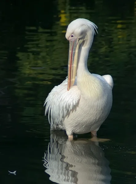 Grande pelicano branco — Fotografia de Stock