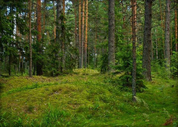 Foresta di pino — Foto Stock