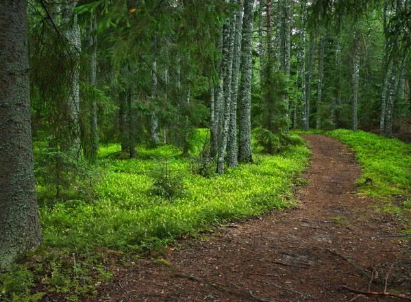 神秘的な森の道 — ストック写真