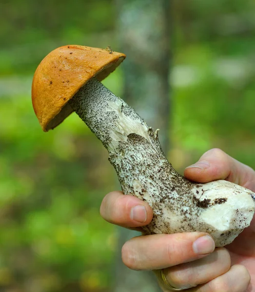 stock image Orange birch bolete