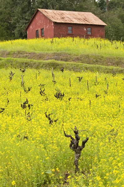 Vinhas, mostarda e celeiro — Fotografia de Stock