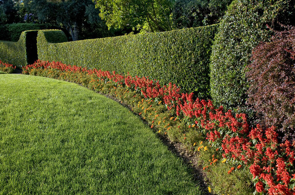 Beautiful hedge
