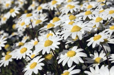 Small white daisies clipart