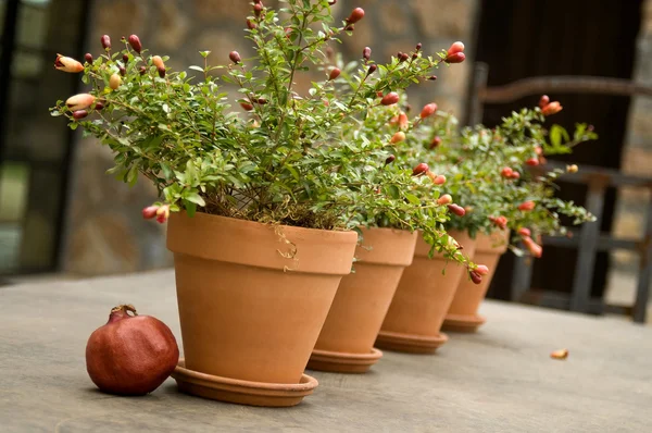Plantas em vaso — Fotografia de Stock