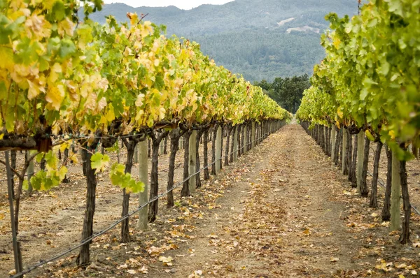 Wijngaard rij, napa valley, Californië — Stockfoto
