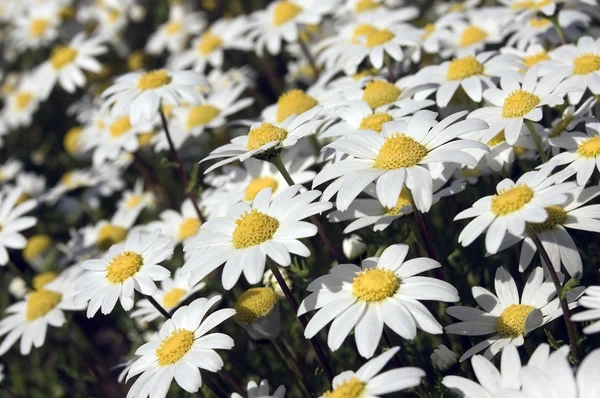 Kleine weiße Gänseblümchen — Stockfoto