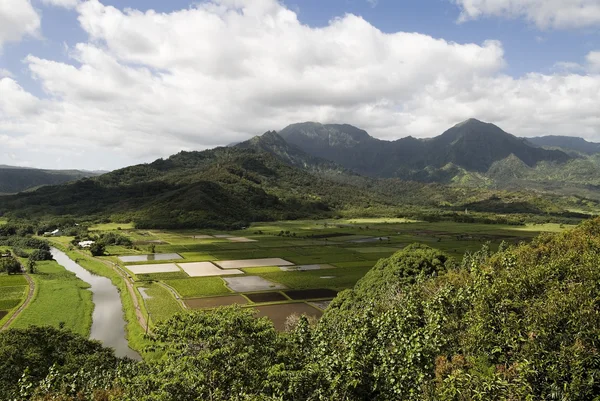 stock image Island farming, Kauai