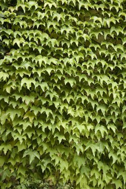 Wall of ivy clipart