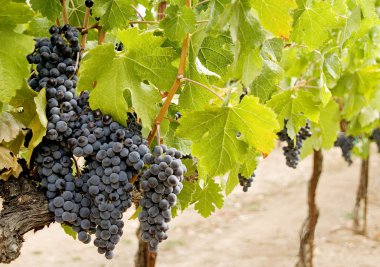 Grapes on the vine clipart