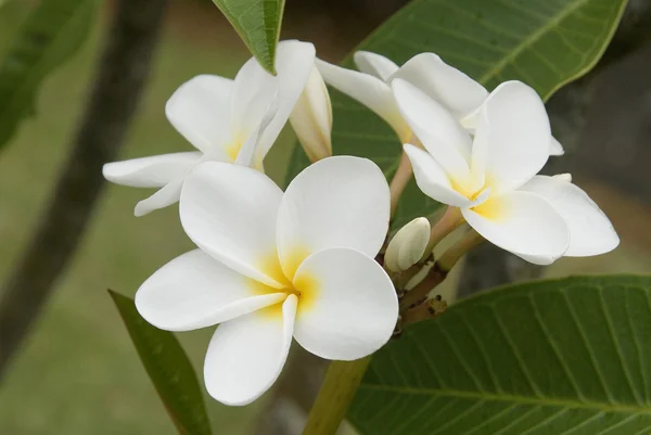 Plumira の花 — ストック写真