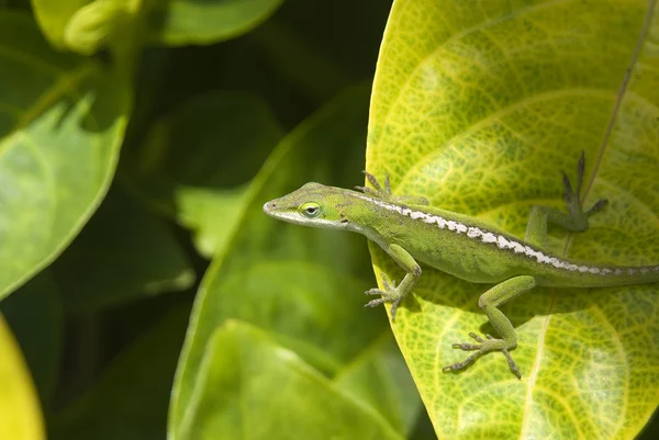 stock image Little green gecko