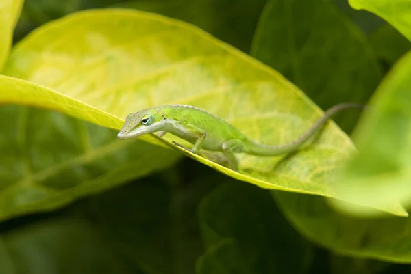 stock image Little green gecko