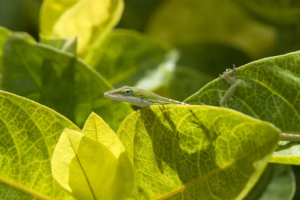 stock image Little green gecko