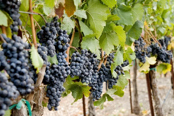 Winogrona na winorośli — Zdjęcie stockowe