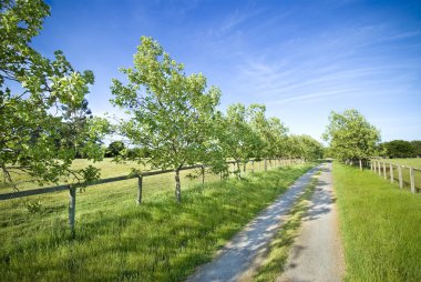 Scenic tree lined dirt road clipart