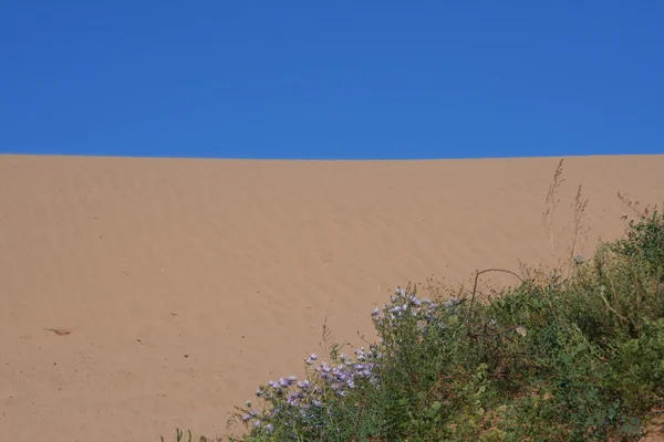 Небо, пісок і трава — стокове фото