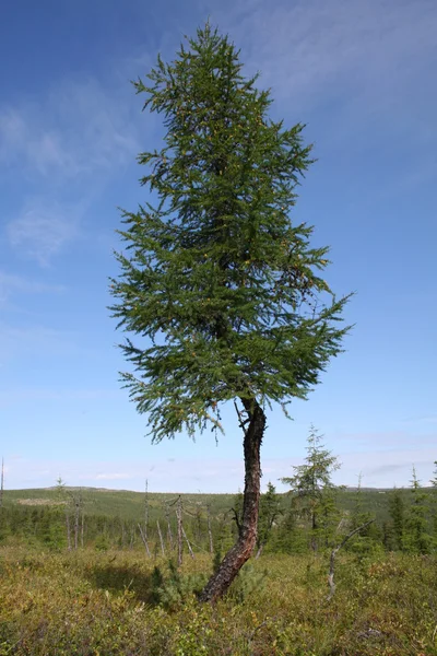 stock image Larch