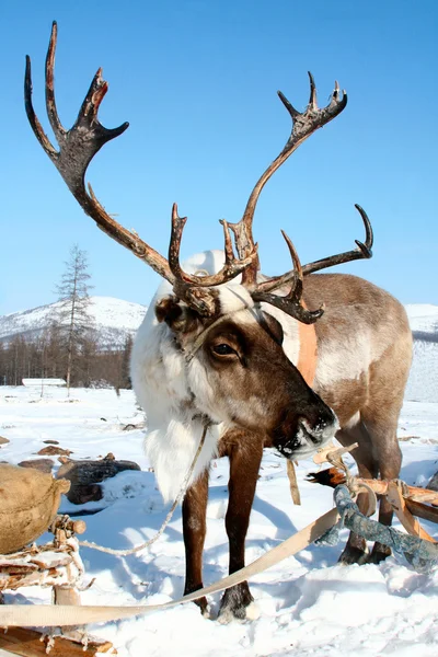 stock image Reindeer