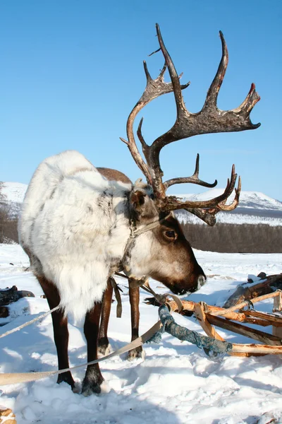 stock image Reindeer