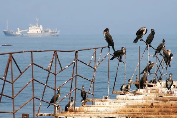 stock image Birds on an old pier