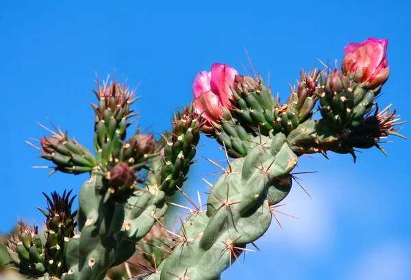 Stock image Blossoming cactus