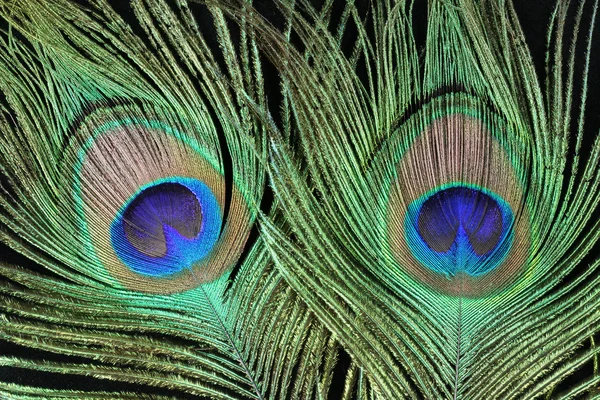 Feather of a peacock — Stock Photo, Image