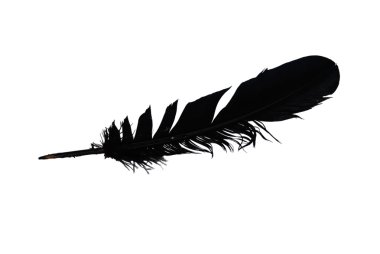 Black feather clipart