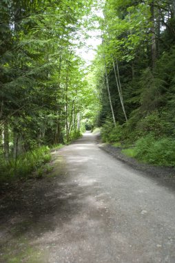 Ormanın içinden yol