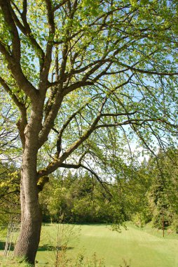 Trees over a field clipart