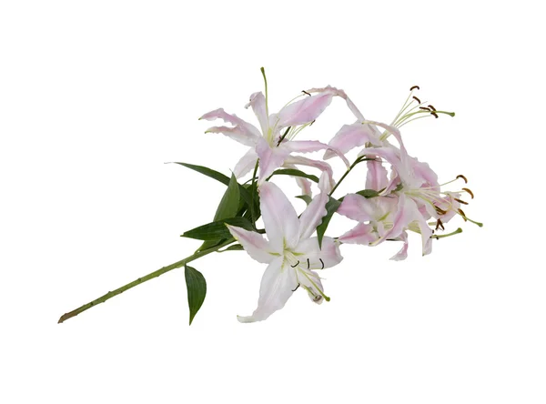 粉色和白色百合花 — 图库照片