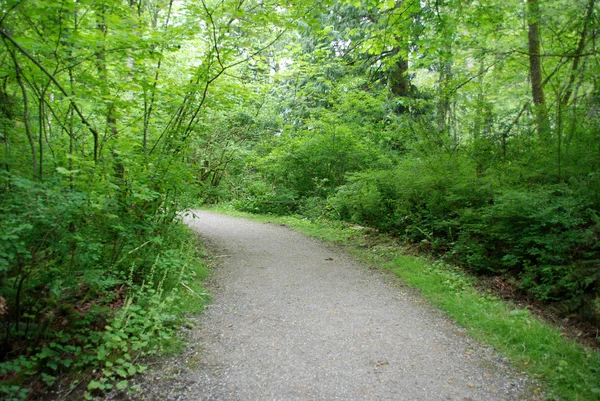 stock image Path through the woods