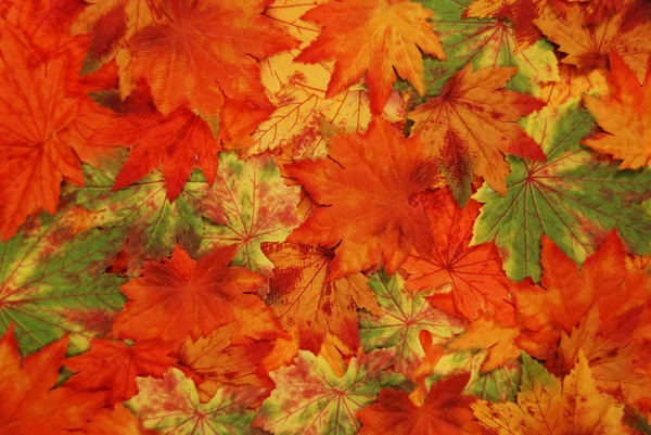 Foglie di autunno colorate — Foto Stock