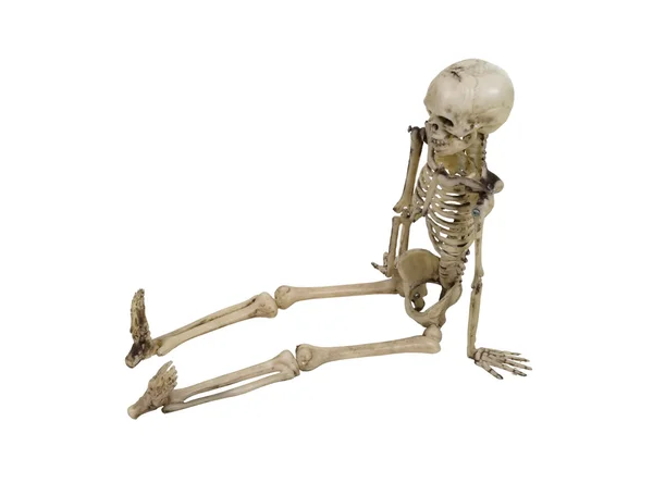 Sedící kostry — Stock fotografie