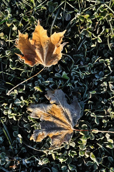 Gelo su due foglie d'acero — Foto Stock
