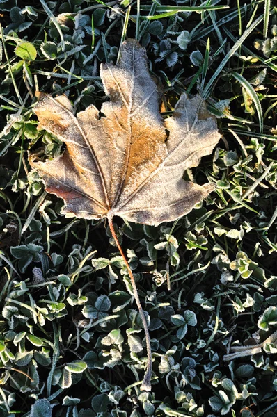 Frost auf einsamem Ahornblatt — Stockfoto