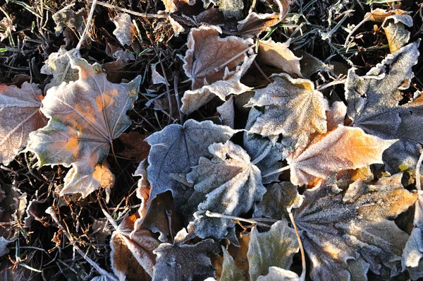 Gelo sulle foglie d'acero — Foto Stock
