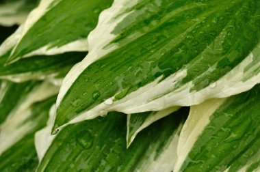 Variegated Hosta with raindrops clipart