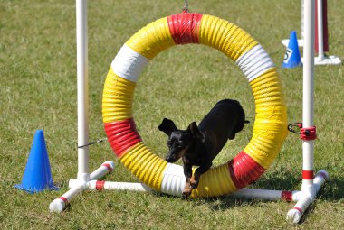 Black Miniature Dachshund Jumping clipart