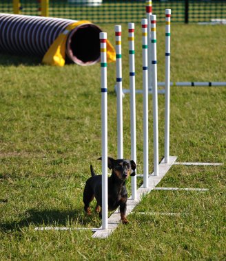 Black miniature dachshund clipart