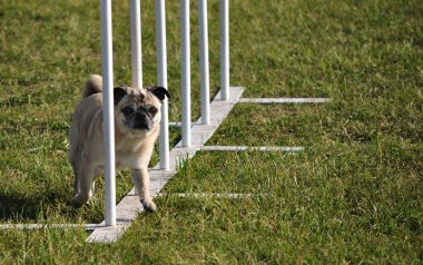 Polonyalılar örgü dokuma Pug aracılığıyla