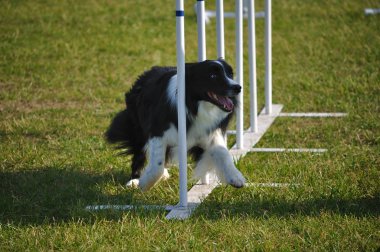 Border Collie doing weave poles clipart