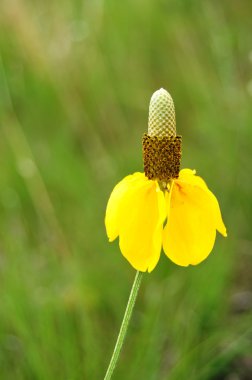 Yellow Prairie Coneflower (Mexican Hat) clipart