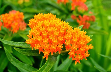Butterfly Weed Milkweed clipart